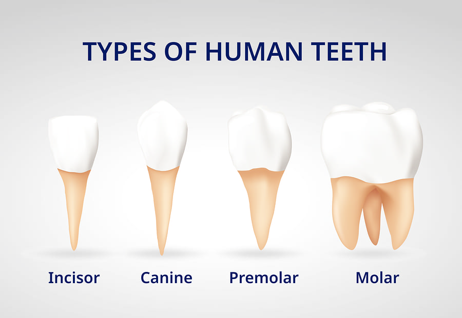 انواع دندان